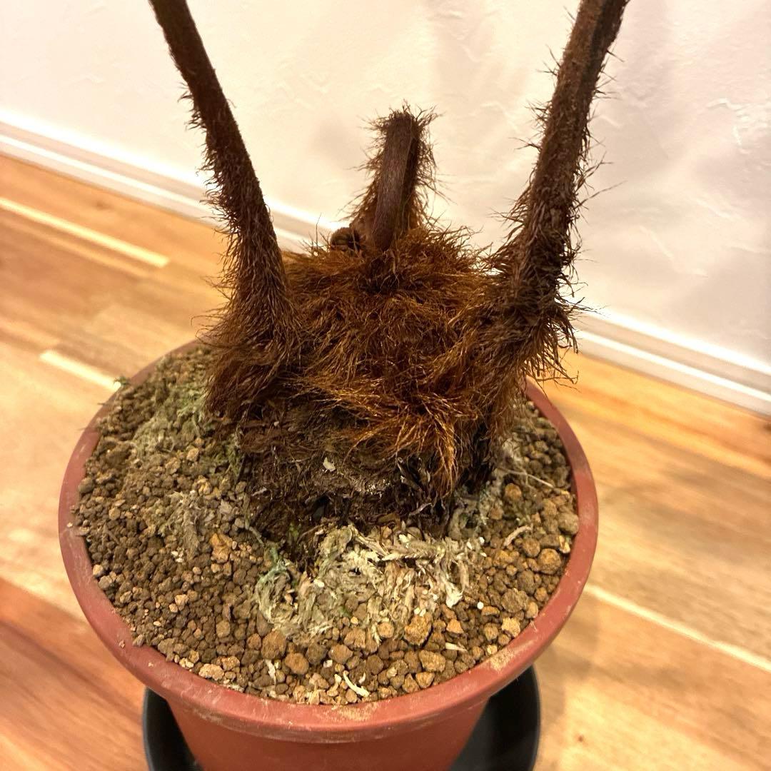 タカワラビ　キンモウコウ　おすすめ　お洒落　バランス良