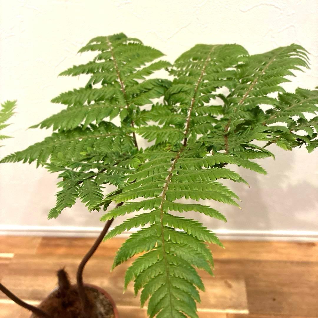 タカワラビ　キンモウコウ　おすすめ　お洒落　バランス良