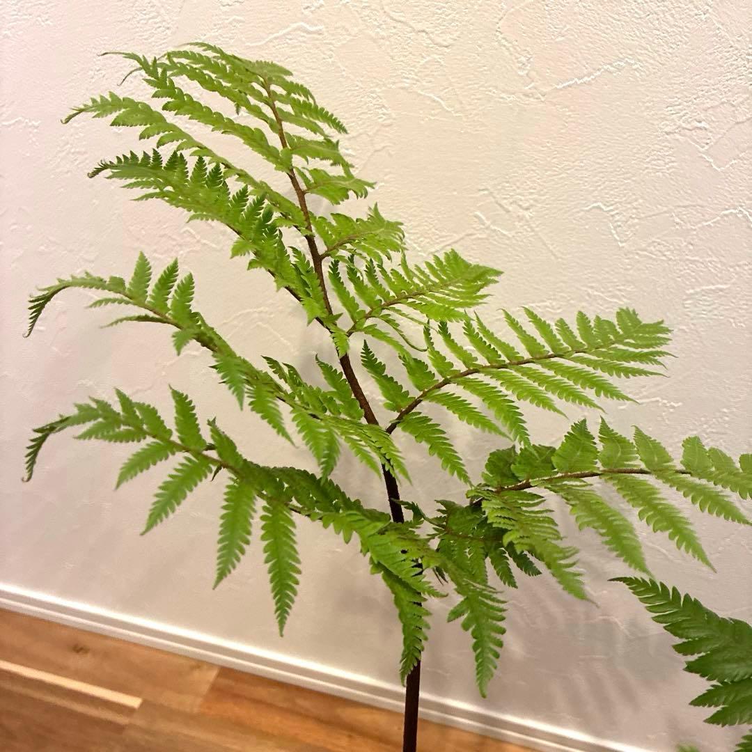 タカワラビ　キンモウコウ　おすすめ　お洒落　バランス良