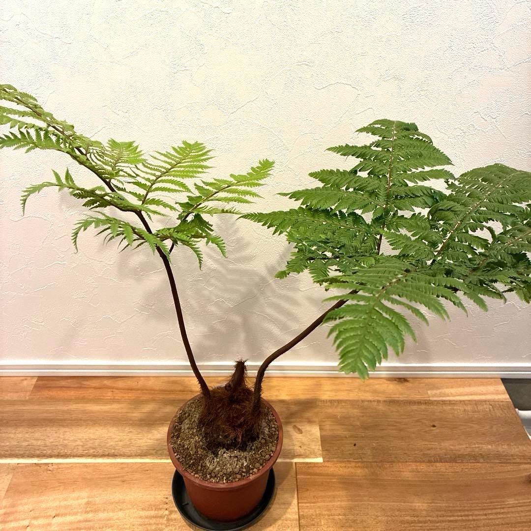 タカワラビ　キンモウコウ　おすすめ　お洒落　バランス良