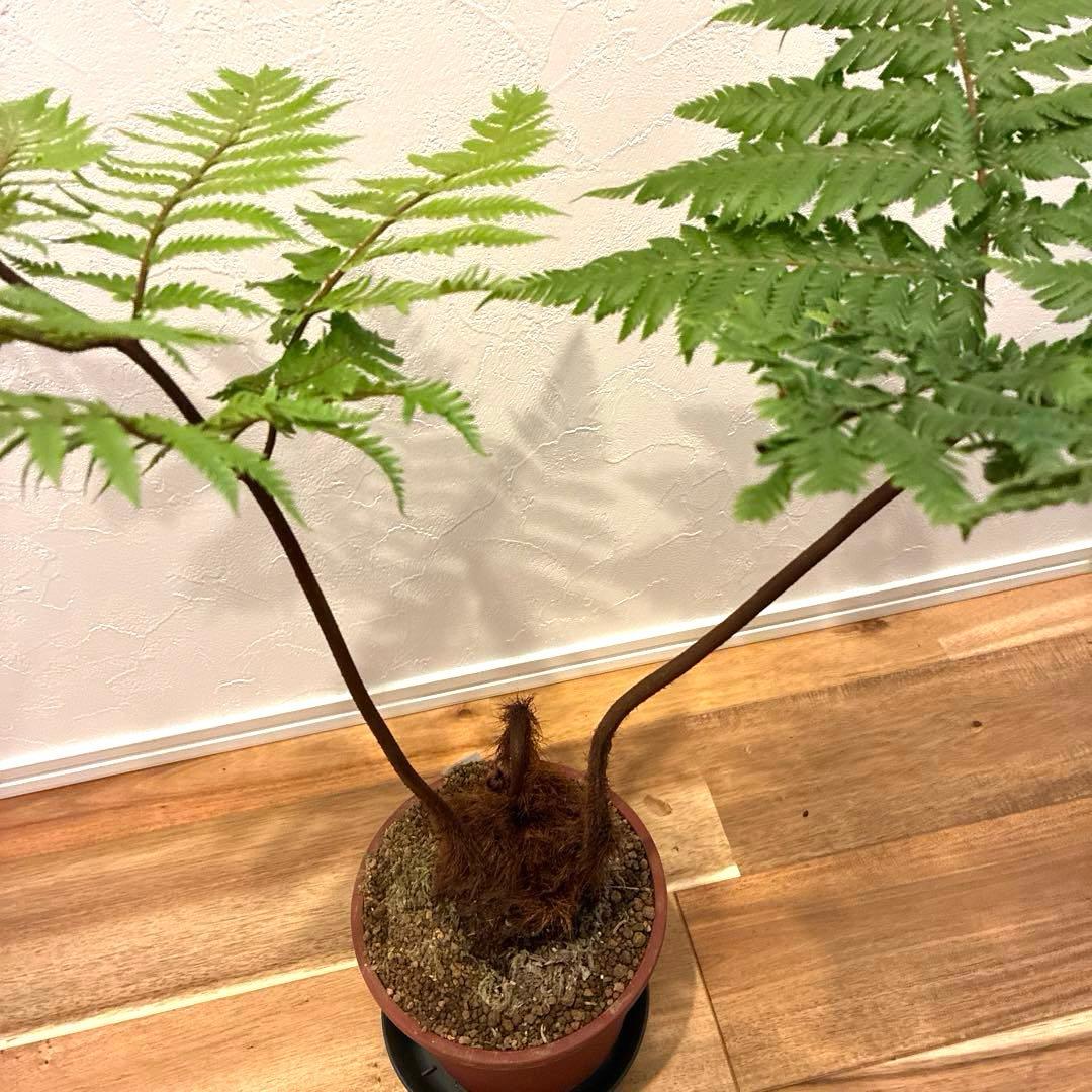 タカワラビ　キンモウコウ　おすすめ　お洒落　バランス良