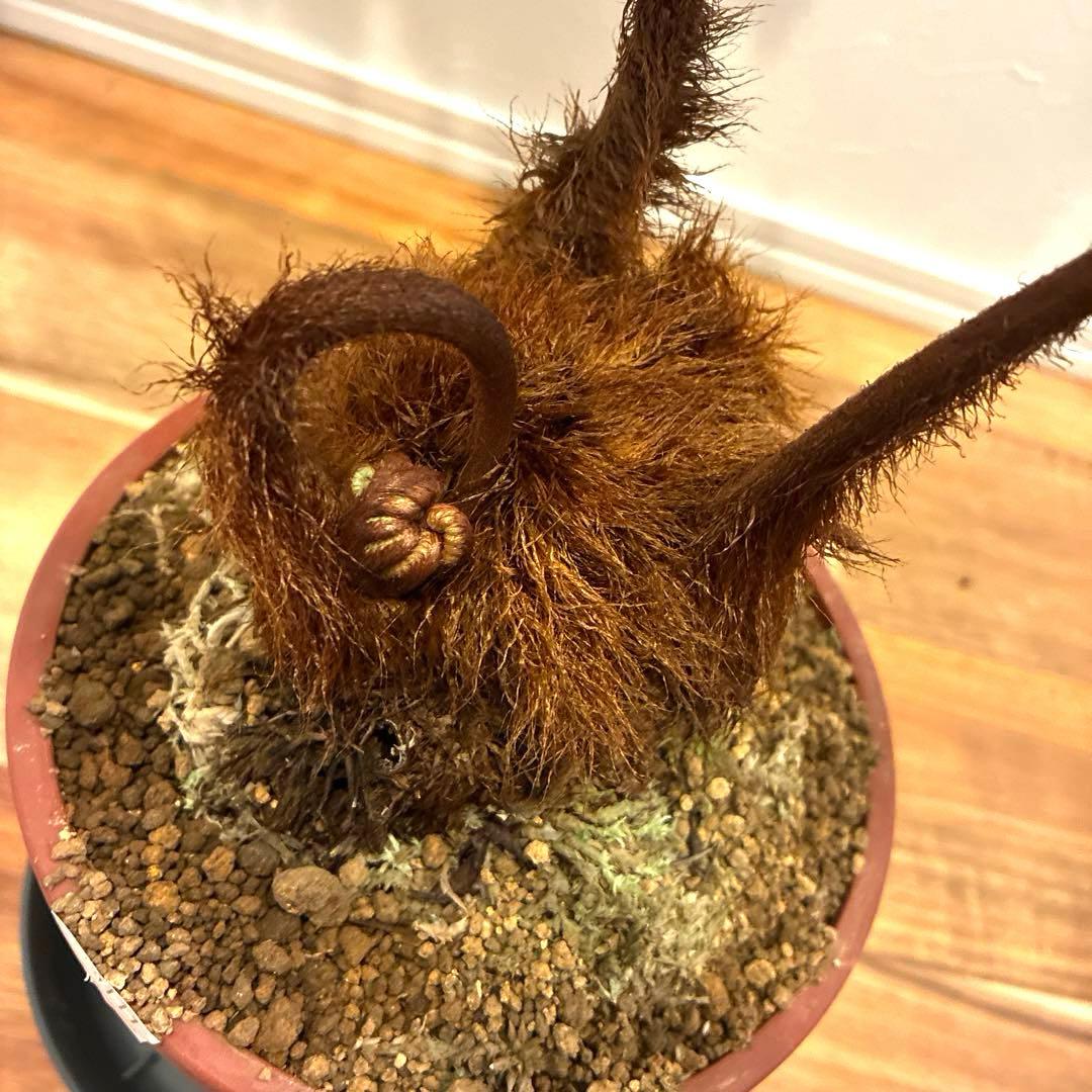 タカワラビ　キンモウコウ　おすすめ　お洒落　バランス良