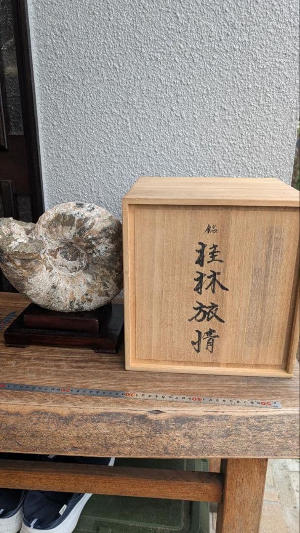 アンモナイト 北海道中川産 ユーパーキディスカス