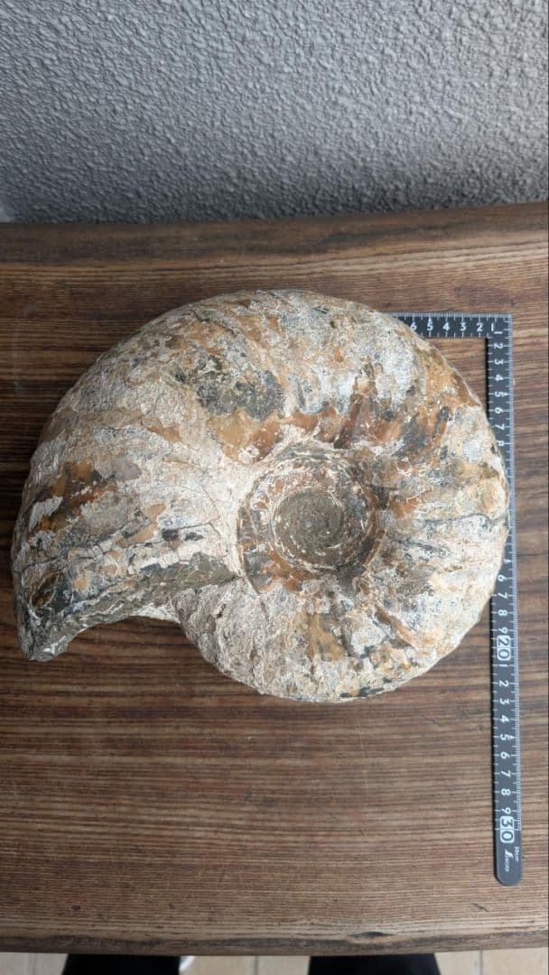 アンモナイト 北海道中川産 ユーパーキディスカス