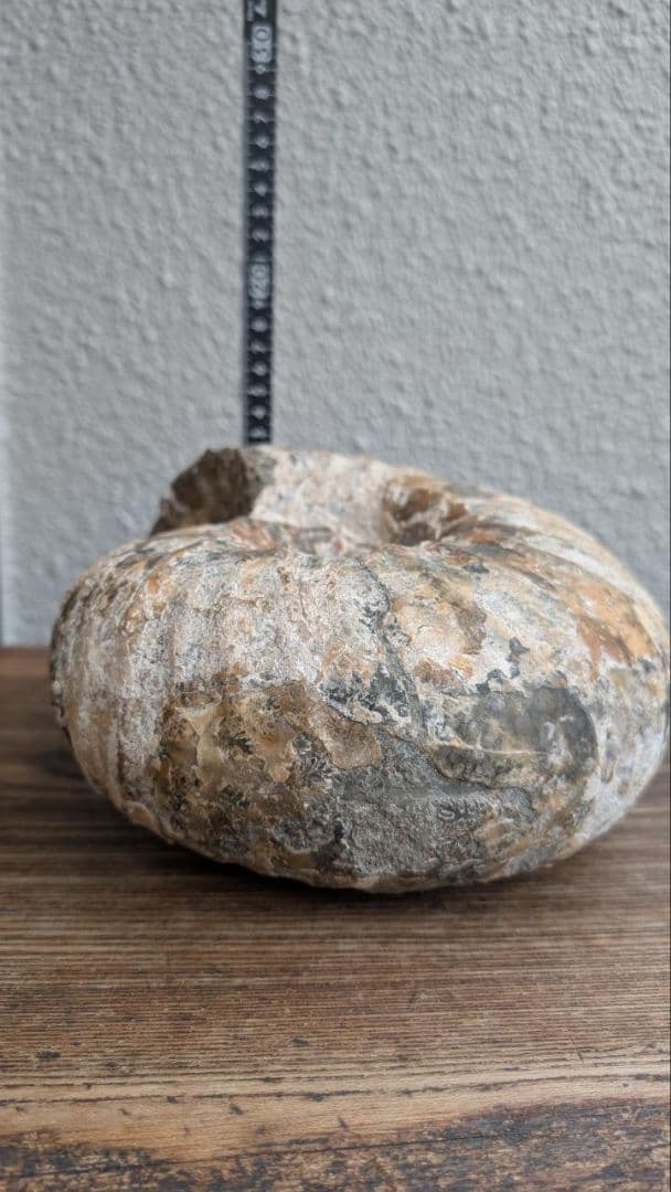 アンモナイト 北海道中川産 ユーパーキディスカス