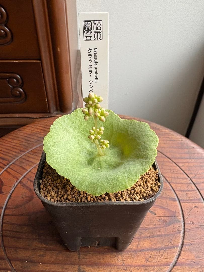 クラッスラ　ウンベラ　ワインカップ　③