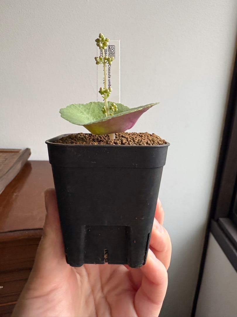 クラッスラ　ウンベラ　ワインカップ　③