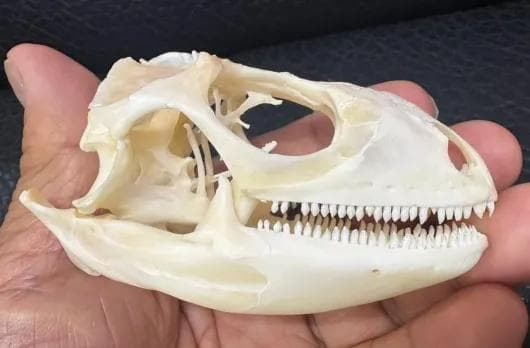 高品質！グリーンイグアナの頭骨 Lサイズ（9.5ｃｍ）