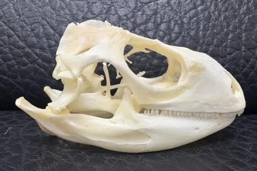 高品質！グリーンイグアナの頭骨 Lサイズ（9.5ｃｍ）