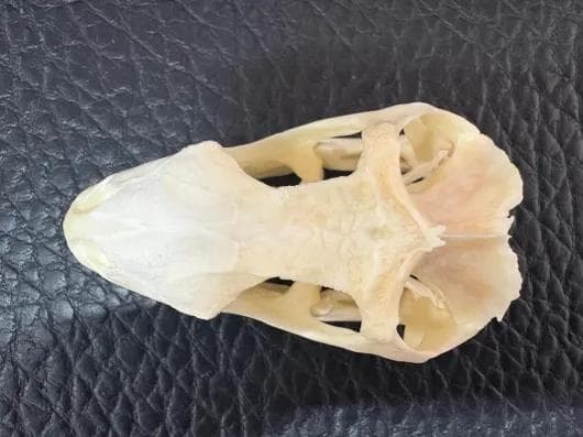 高品質！グリーンイグアナの頭骨 Lサイズ（9.5ｃｍ）