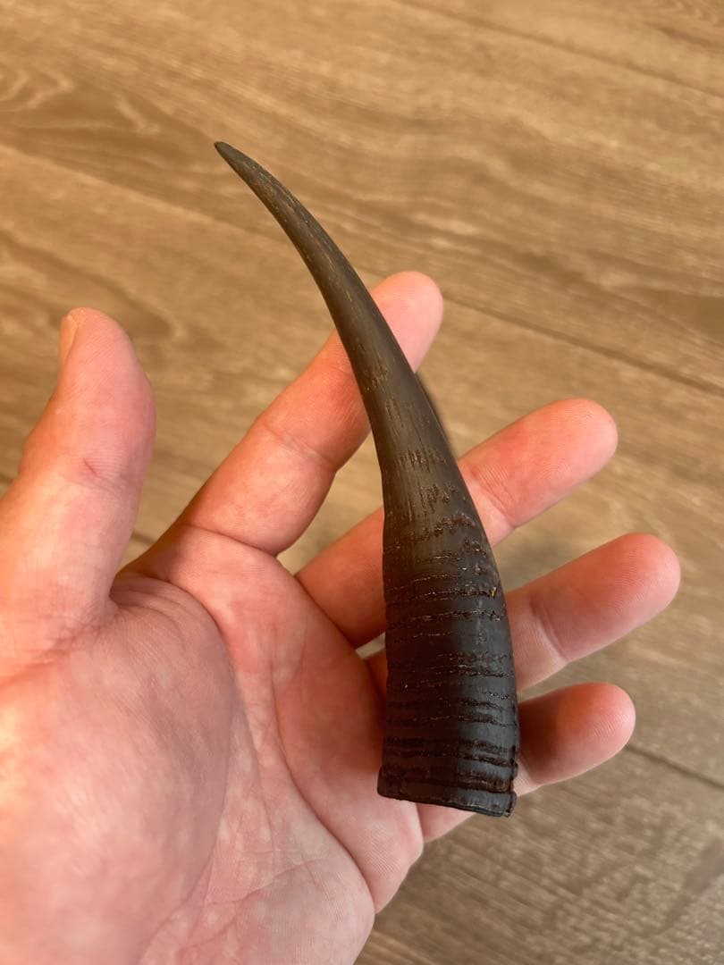 カモシカの角 2本セット