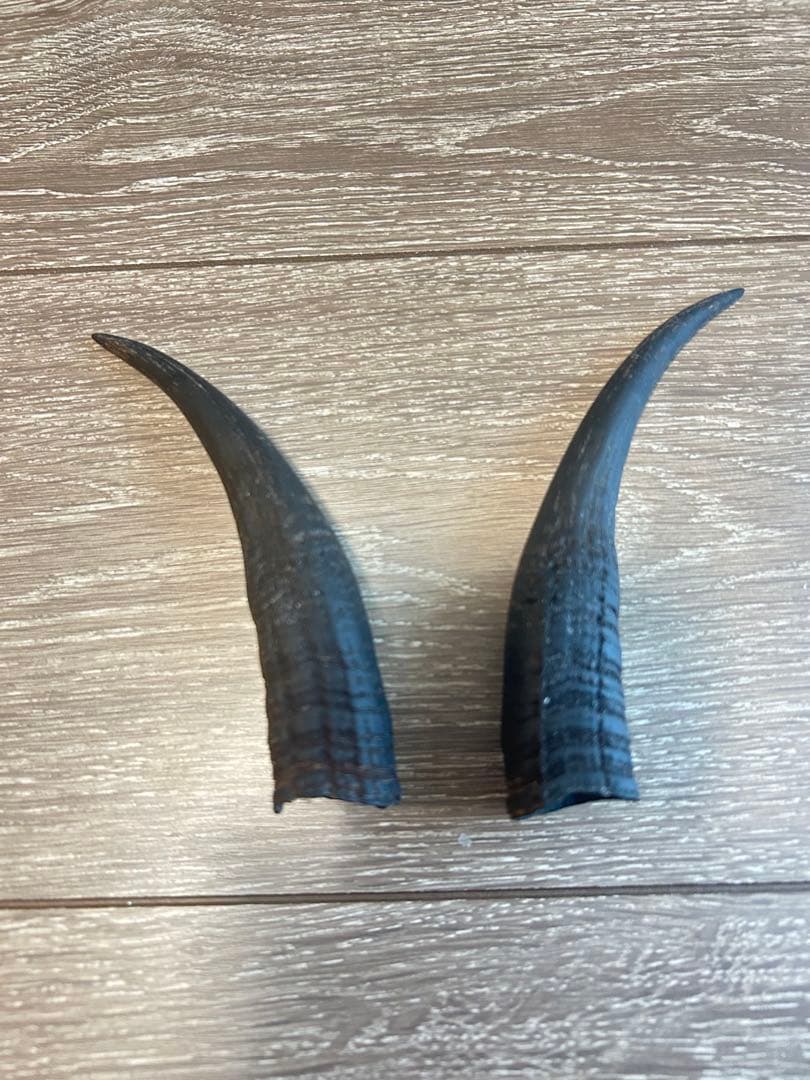 カモシカの角 2本セット