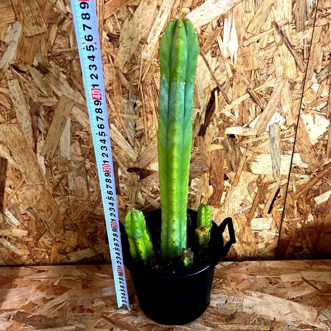 【送料無料】サンペドロ　鉢付き