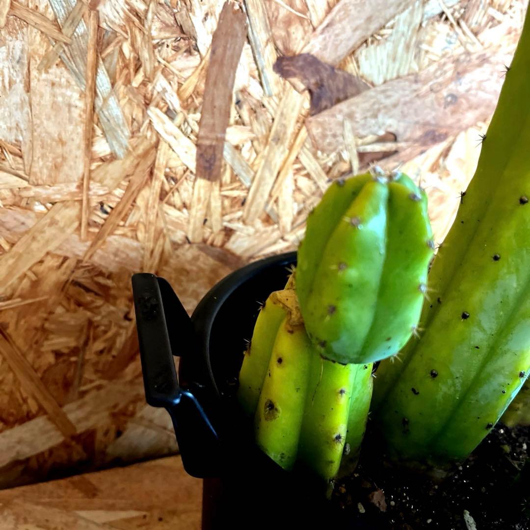 【送料無料】サンペドロ　鉢付き