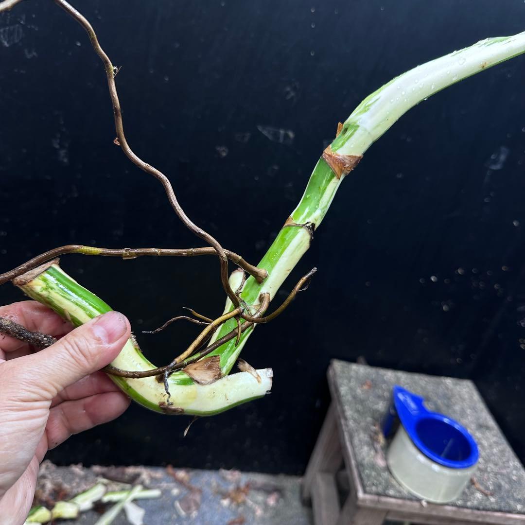 れ*ん様 斑入りモンステラホワイトタイガー茎4株おまとめ