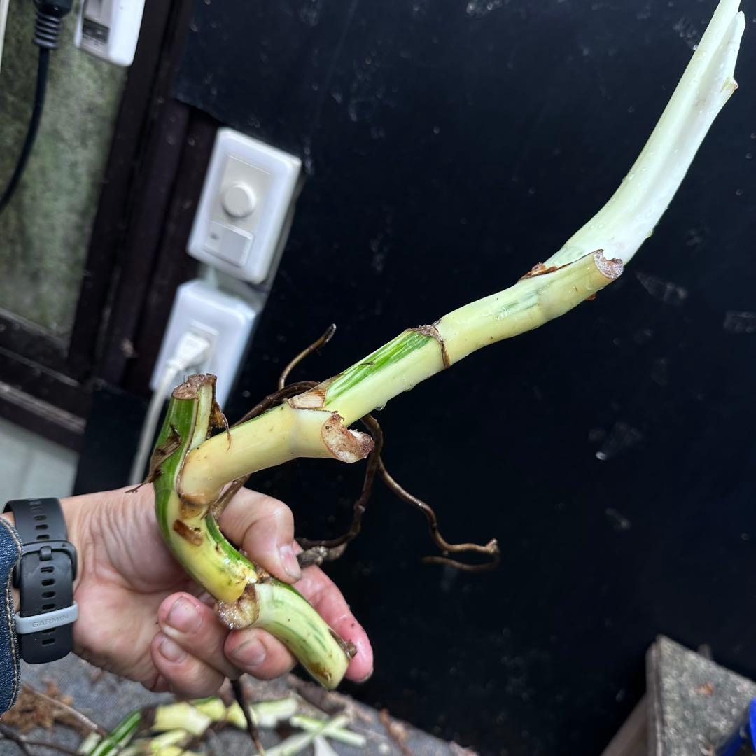 れ*ん様 斑入りモンステラホワイトタイガー茎4株おまとめ