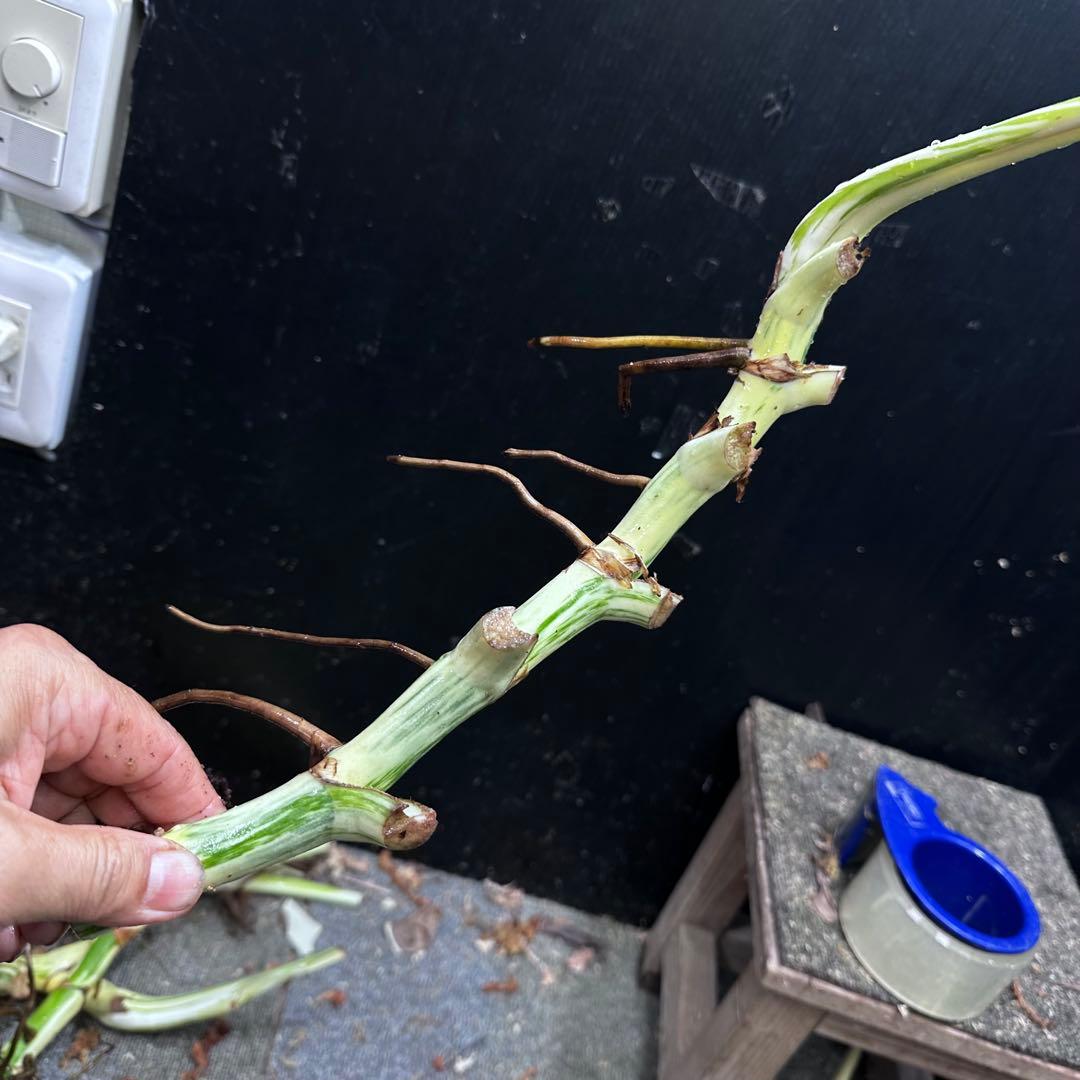 れ*ん様 斑入りモンステラホワイトタイガー茎4株おまとめ