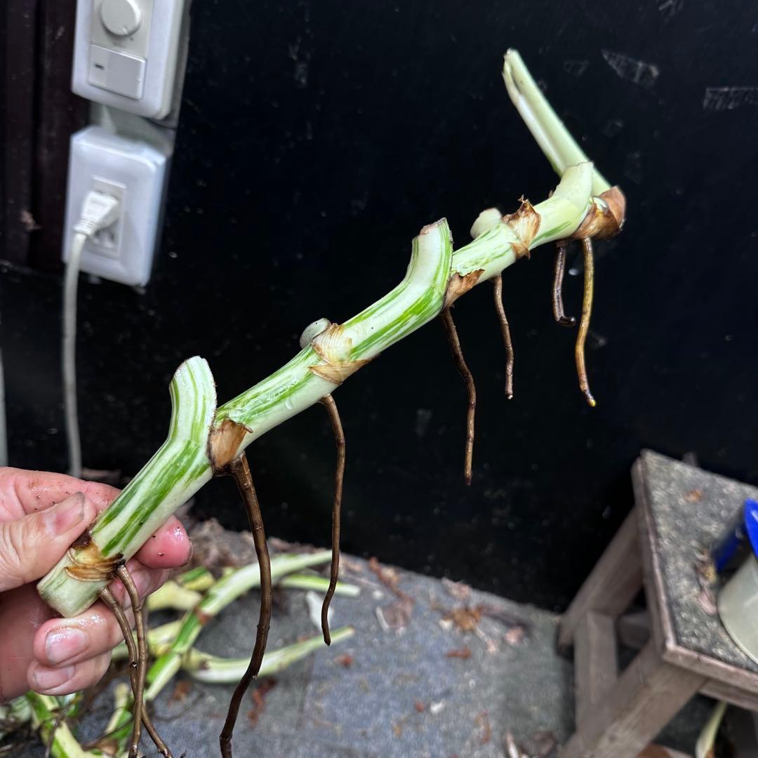れ*ん様 斑入りモンステラホワイトタイガー茎4株おまとめ