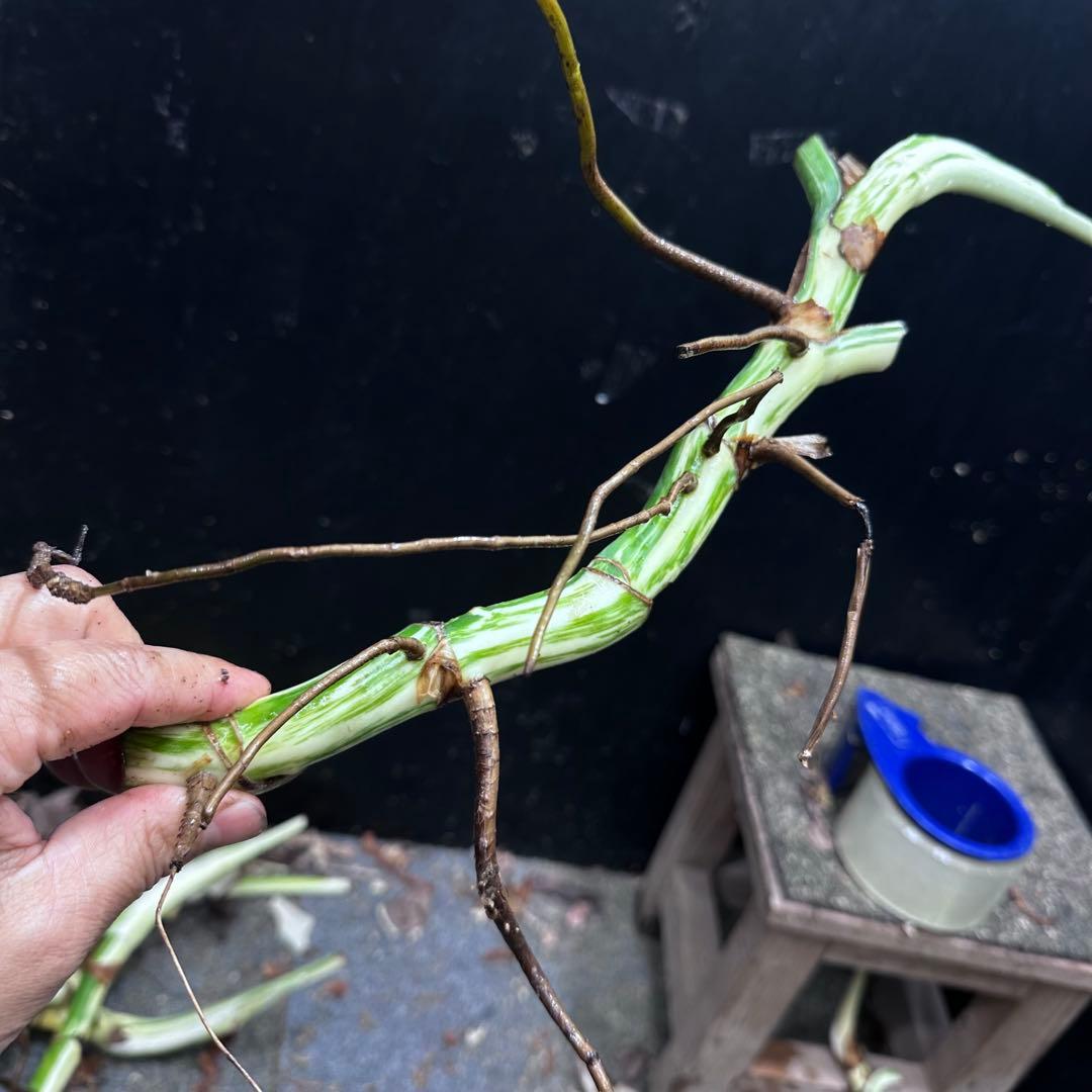 れ*ん様 斑入りモンステラホワイトタイガー茎4株おまとめ