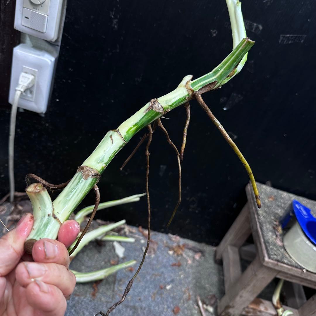 れ*ん様 斑入りモンステラホワイトタイガー茎4株おまとめ