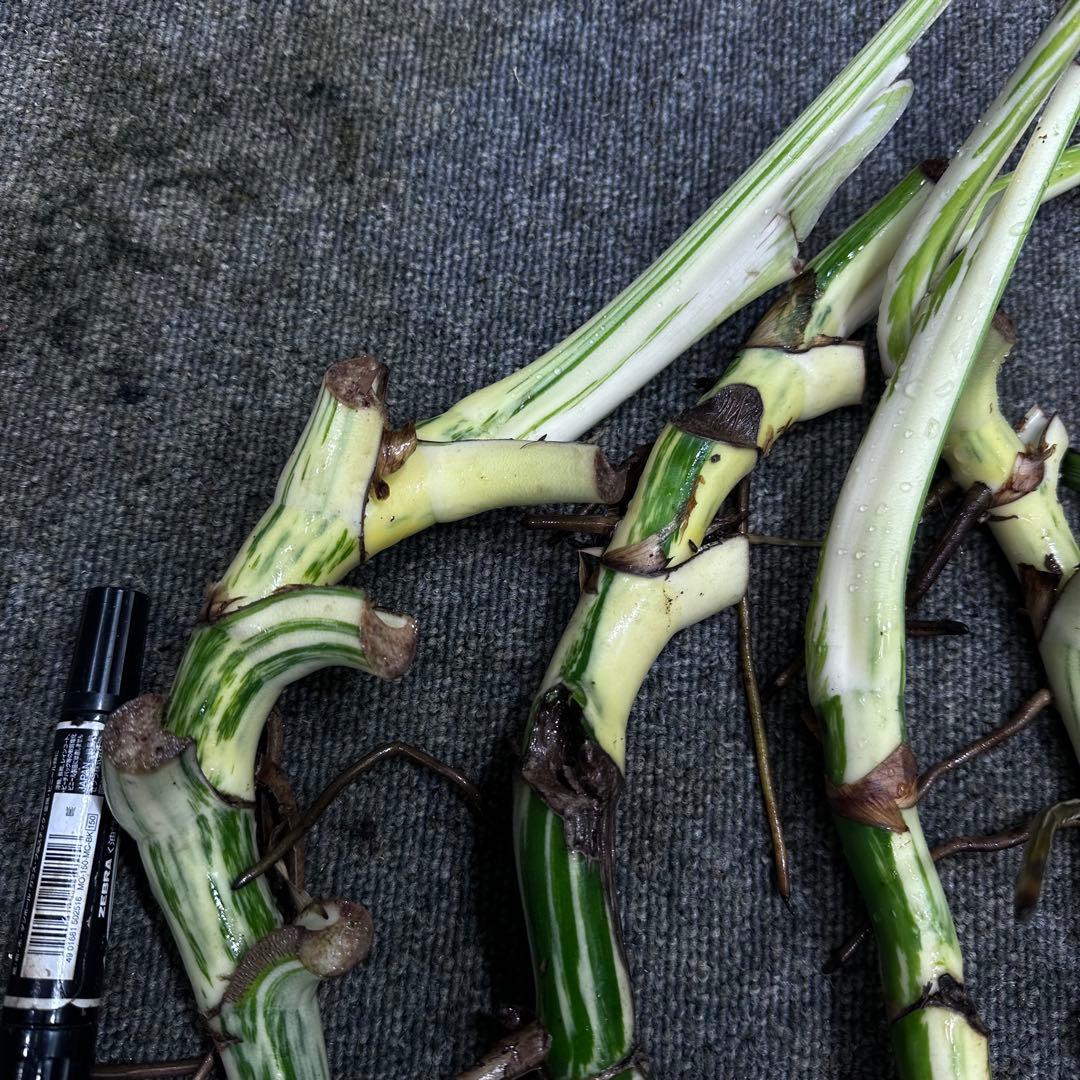 れ*ん様 斑入りモンステラホワイトタイガー茎4株おまとめ