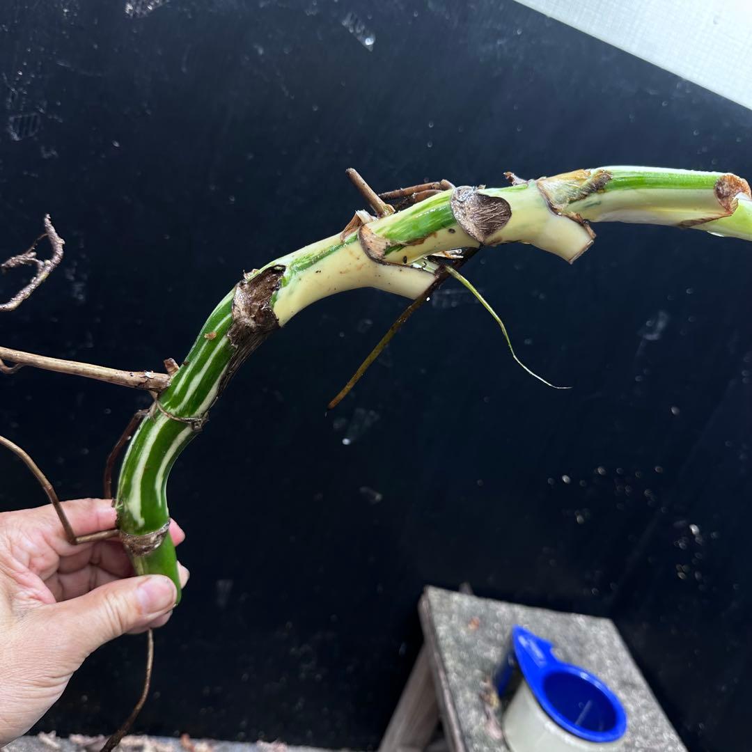 れ*ん様 斑入りモンステラホワイトタイガー茎4株おまとめ