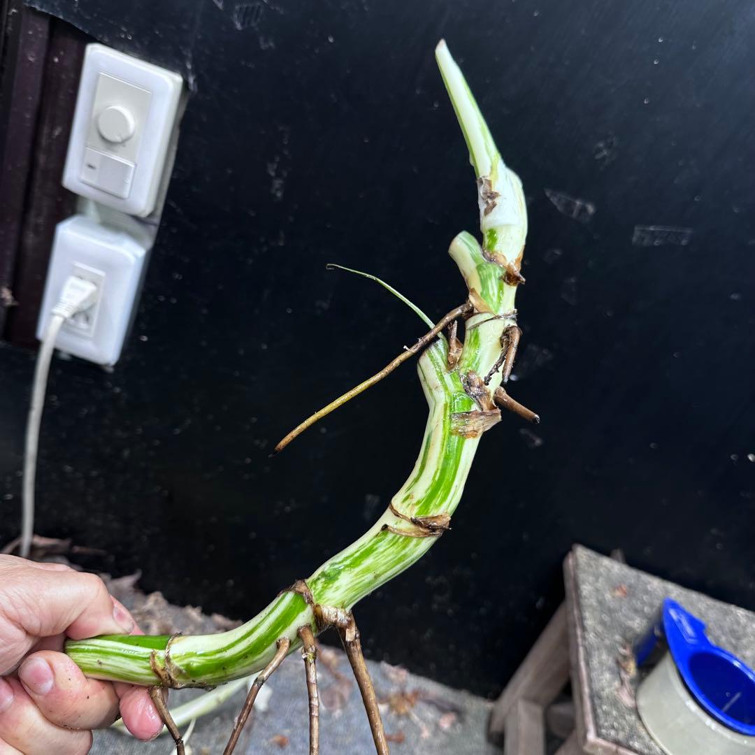 れ*ん様 斑入りモンステラホワイトタイガー茎4株おまとめ