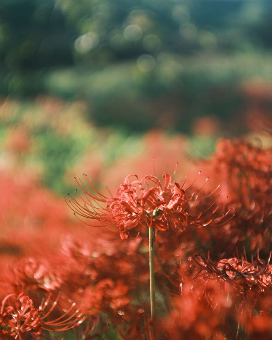 Ernst Leitz Wetar Summar 50mm f2 Mマウント改造