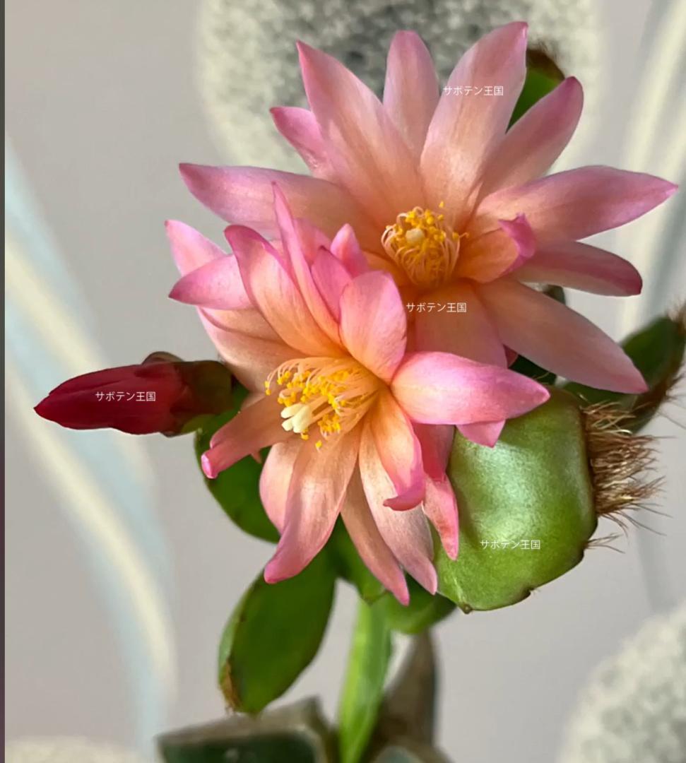 イースターカクタス （DAWN）　接木 1511