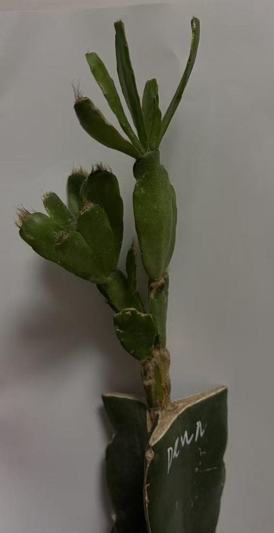 イースターカクタス （DAWN）　接木 1511