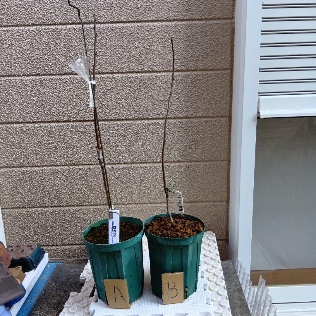 ポポー接木苗A×1＋実生苗Bx1 計２本