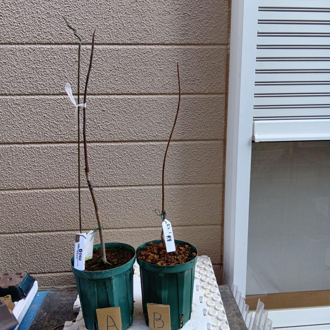 ポポー接木苗A×1＋実生苗Bx1 計２本