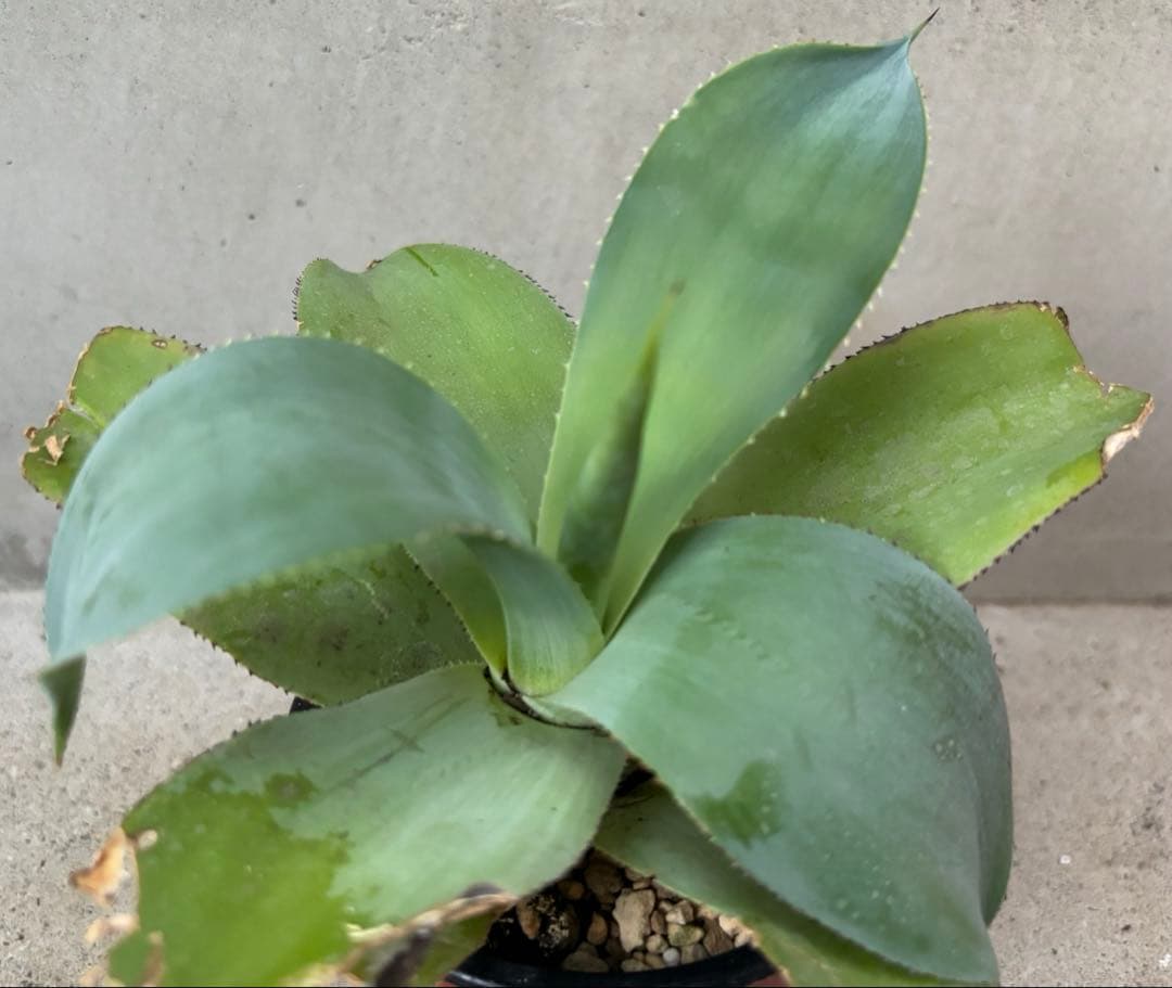 レア種 アガベ トゥルービューティー ボーチンブルー×チタノタhyb 抜き苗