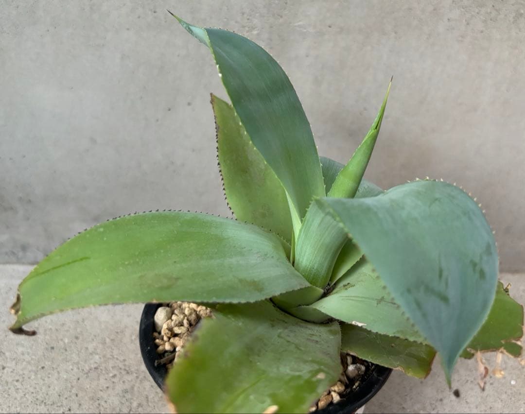 レア種 アガベ トゥルービューティー ボーチンブルー×チタノタhyb 抜き苗