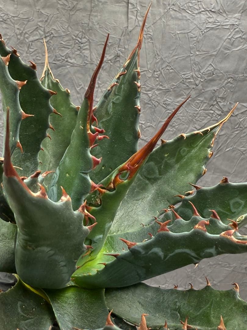 た*ん様 アガベ　イラン産　モンタナ 大株 極上 特選株