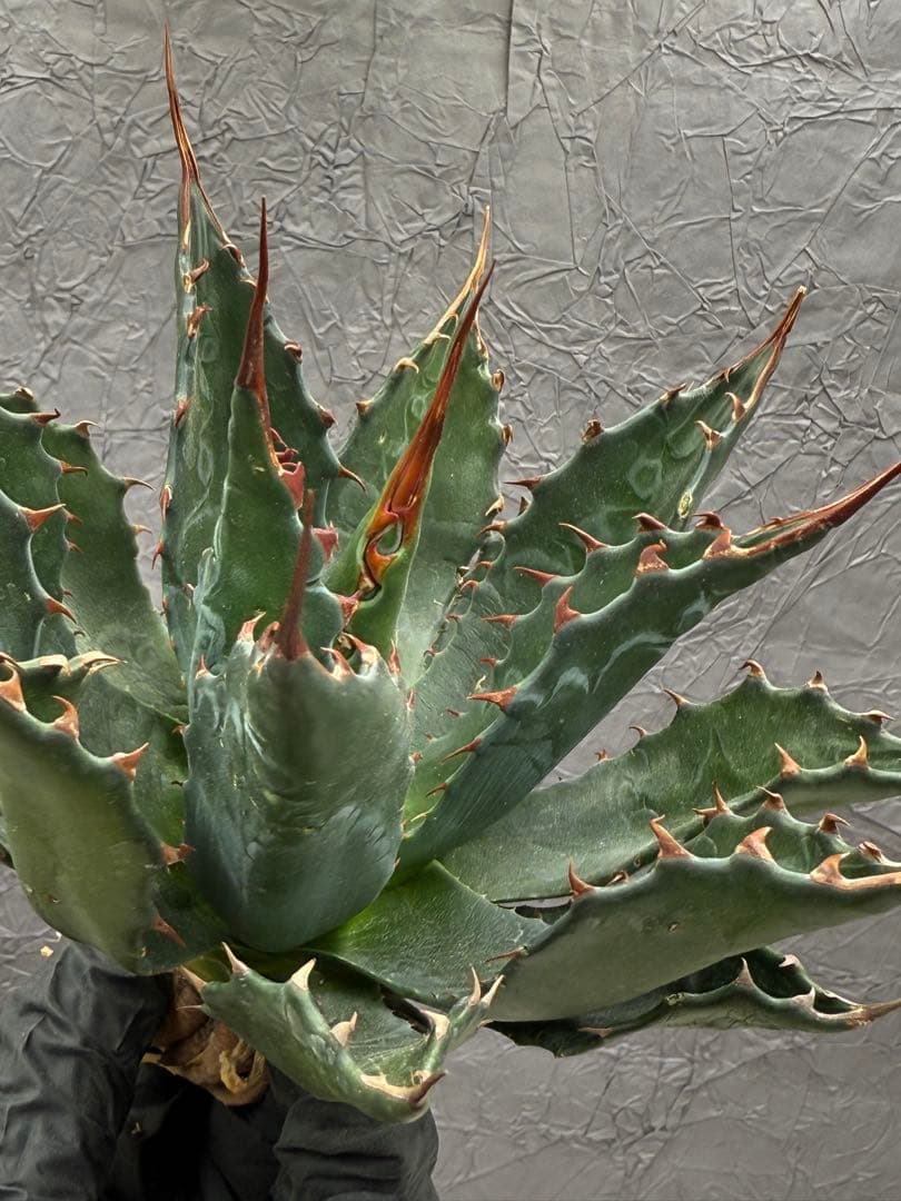 た*ん様 アガベ　イラン産　モンタナ 大株 極上 特選株