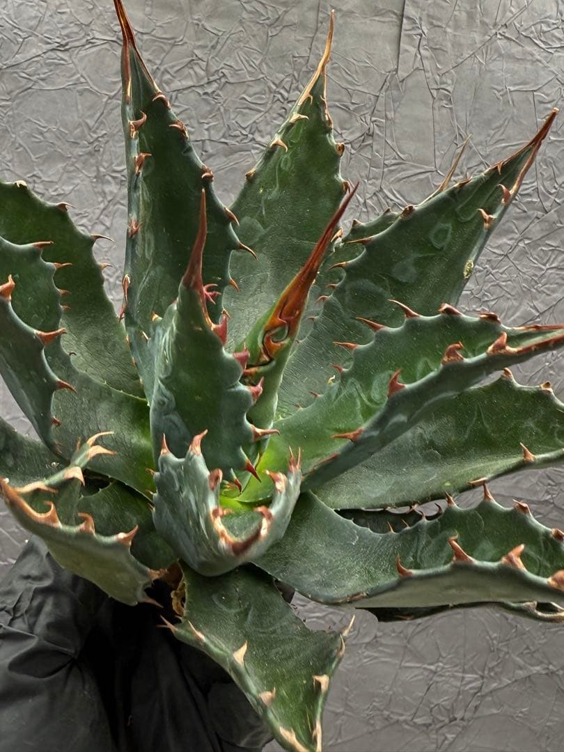 た*ん様 アガベ　イラン産　モンタナ 大株 極上 特選株