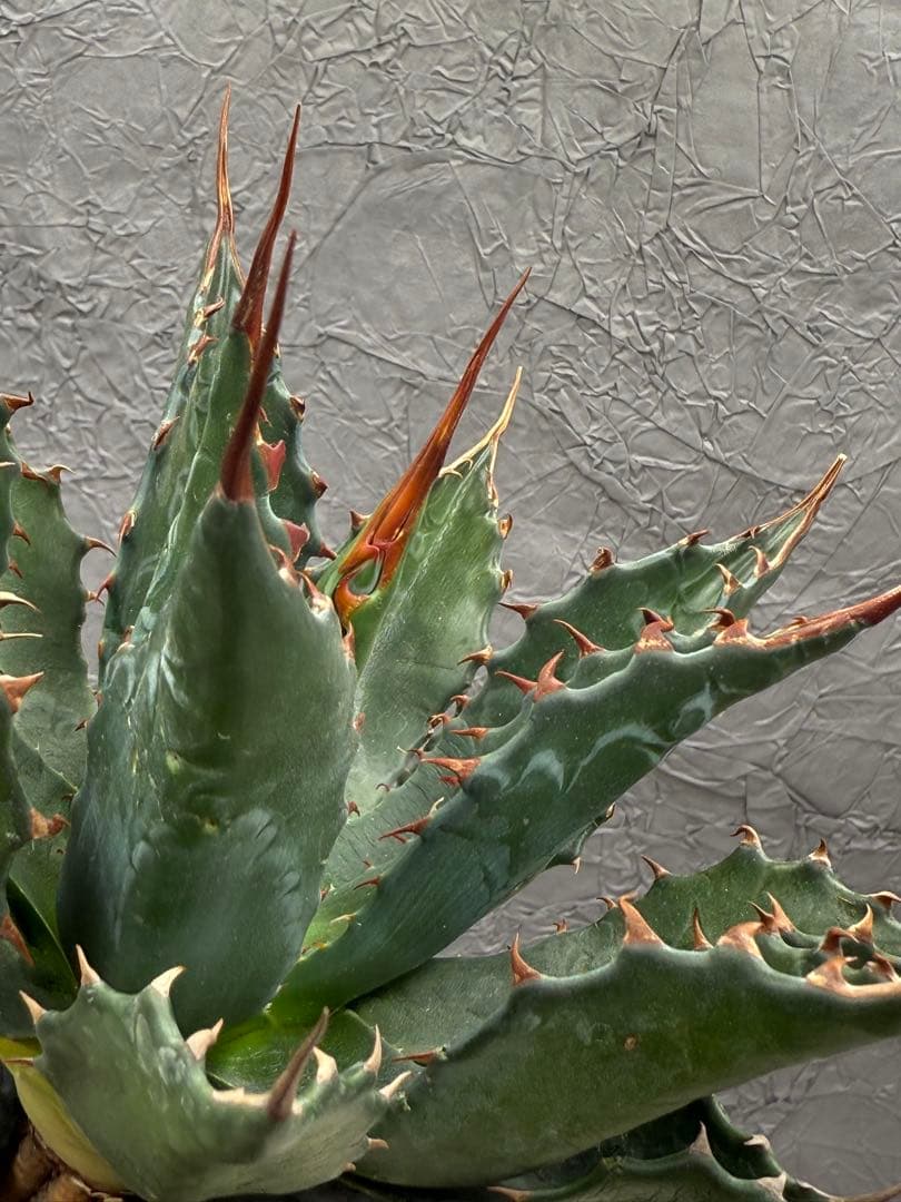 た*ん様 アガベ　イラン産　モンタナ 大株 極上 特選株