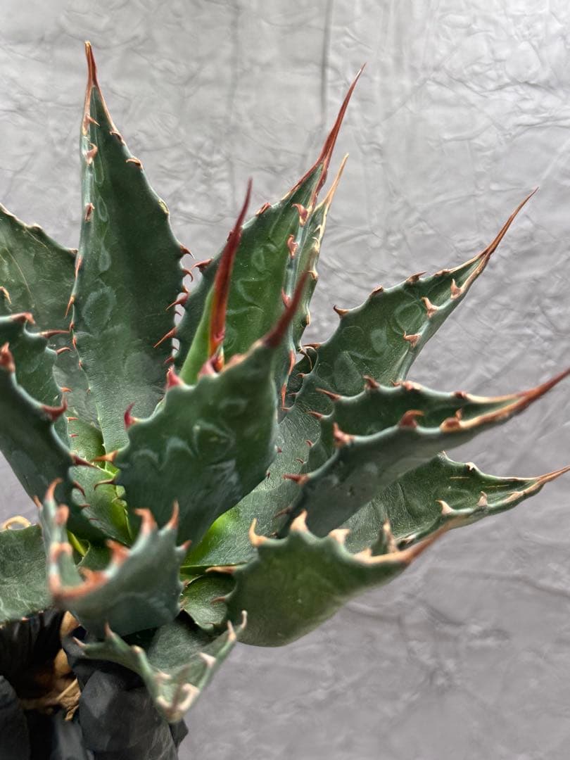 た*ん様 アガベ　イラン産　モンタナ 大株 極上 特選株