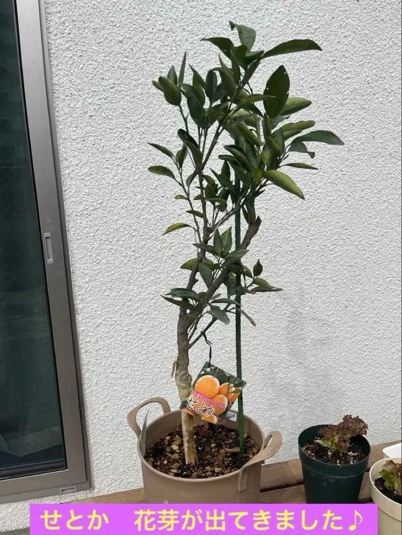 せとか苗　3年生