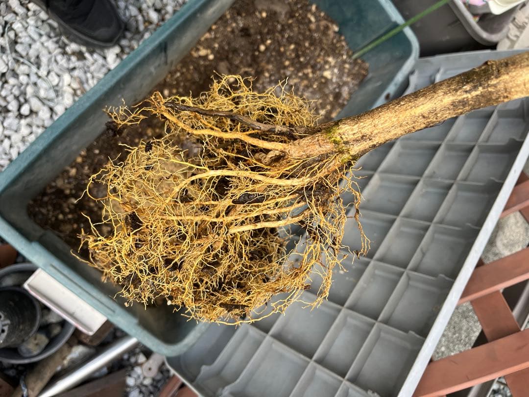 せとか苗　3年生