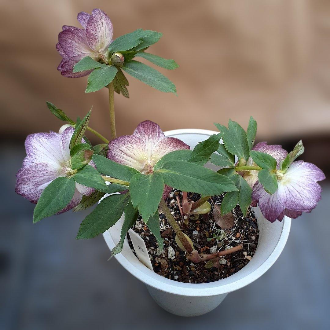 クリスマスローズ　プリマヴェーラホワイトゴールド