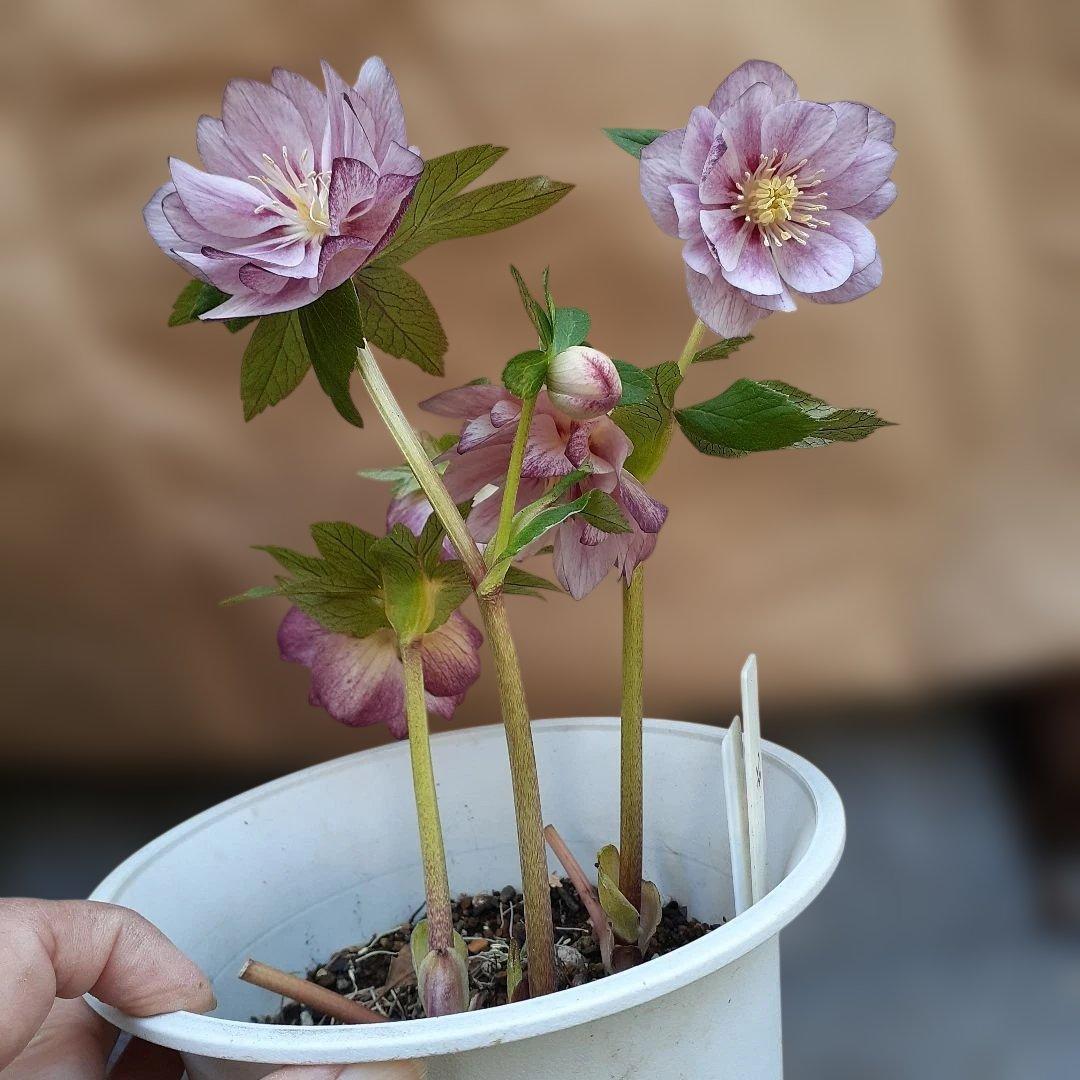 クリスマスローズ　プリマヴェーラホワイトゴールド