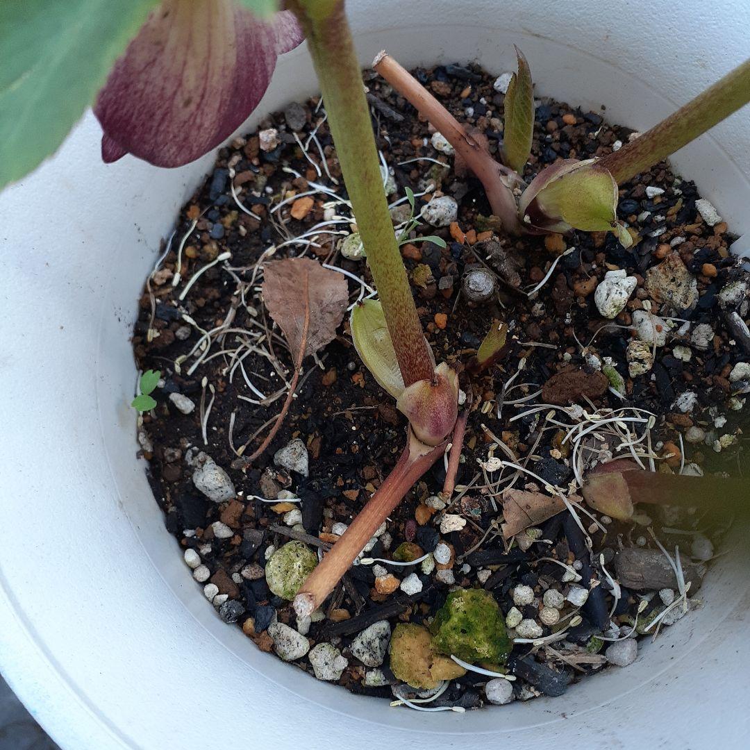 クリスマスローズ　プリマヴェーラホワイトゴールド