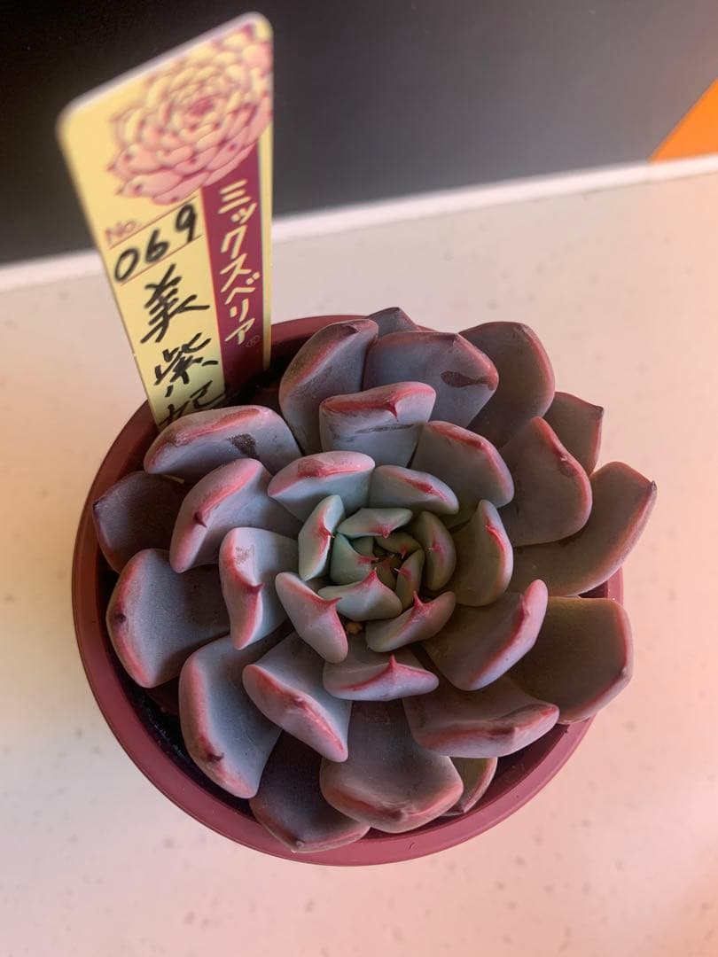 多肉植物　おらいさん苗　新作069美紫妃 札付きミックスベリア