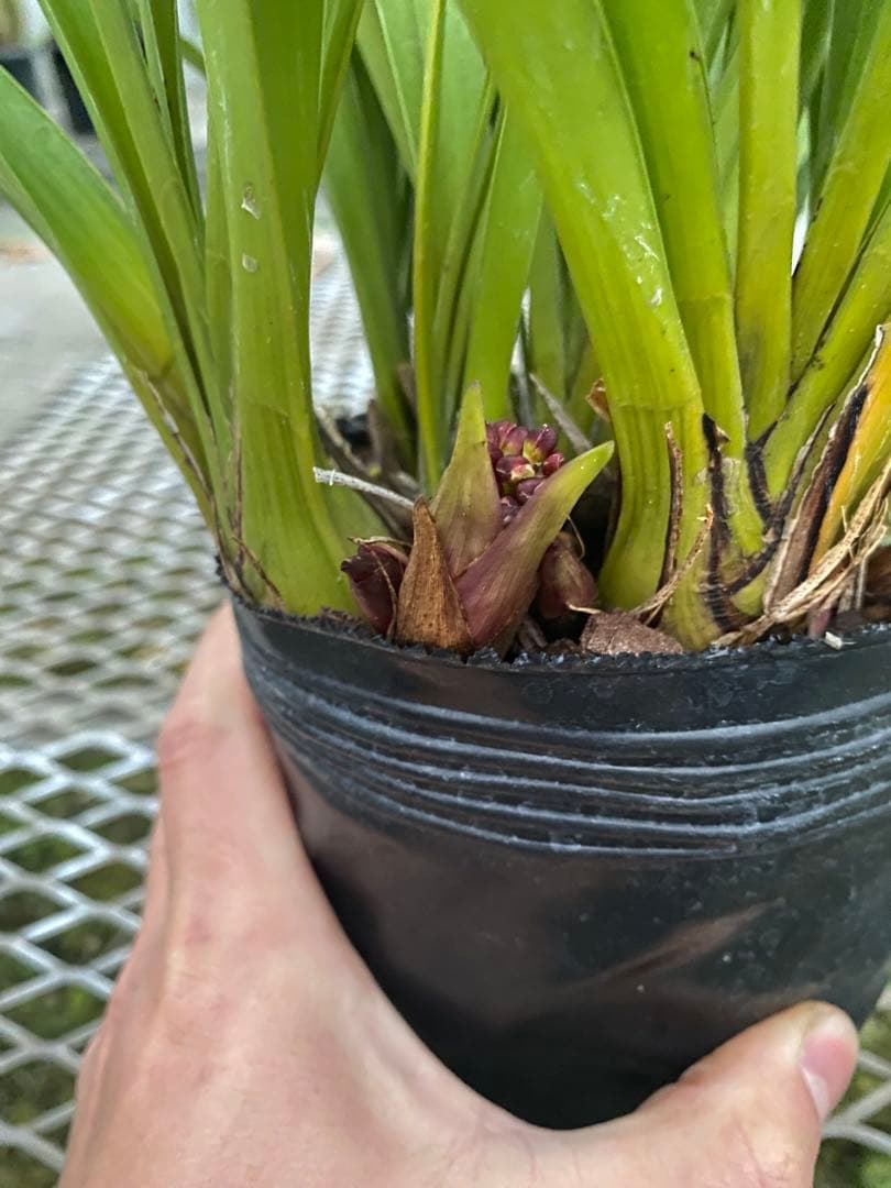 pokepokeさん専用　キンリョウヘン