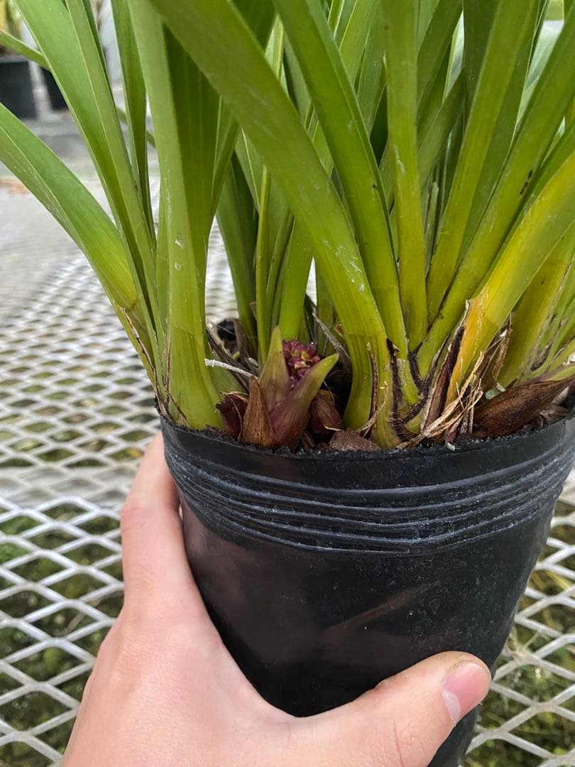 pokepokeさん専用　キンリョウヘン