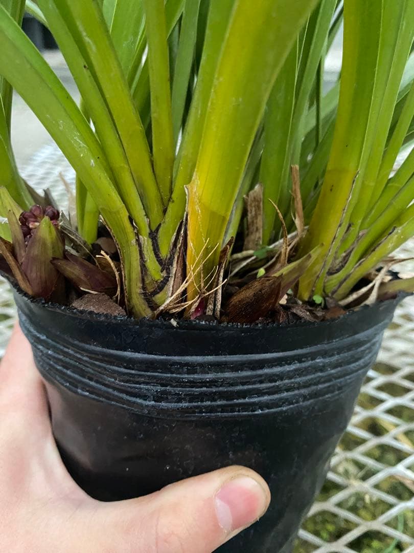 pokepokeさん専用　キンリョウヘン