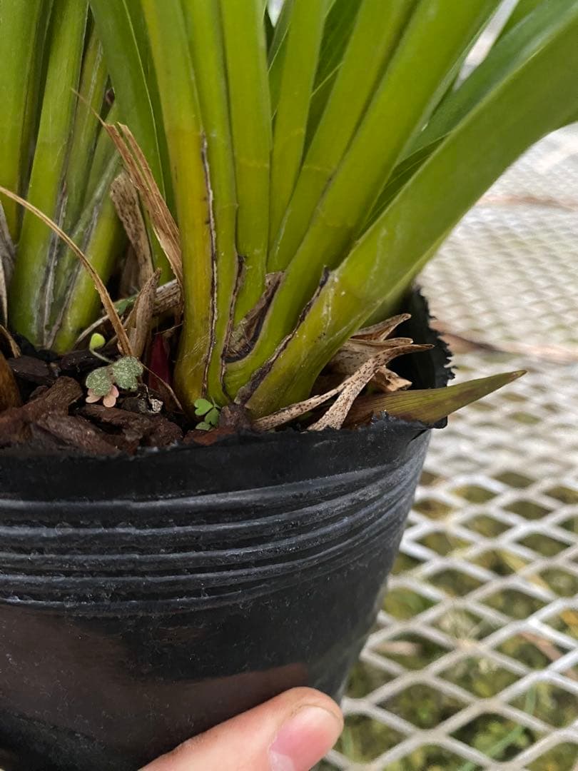 pokepokeさん専用　キンリョウヘン