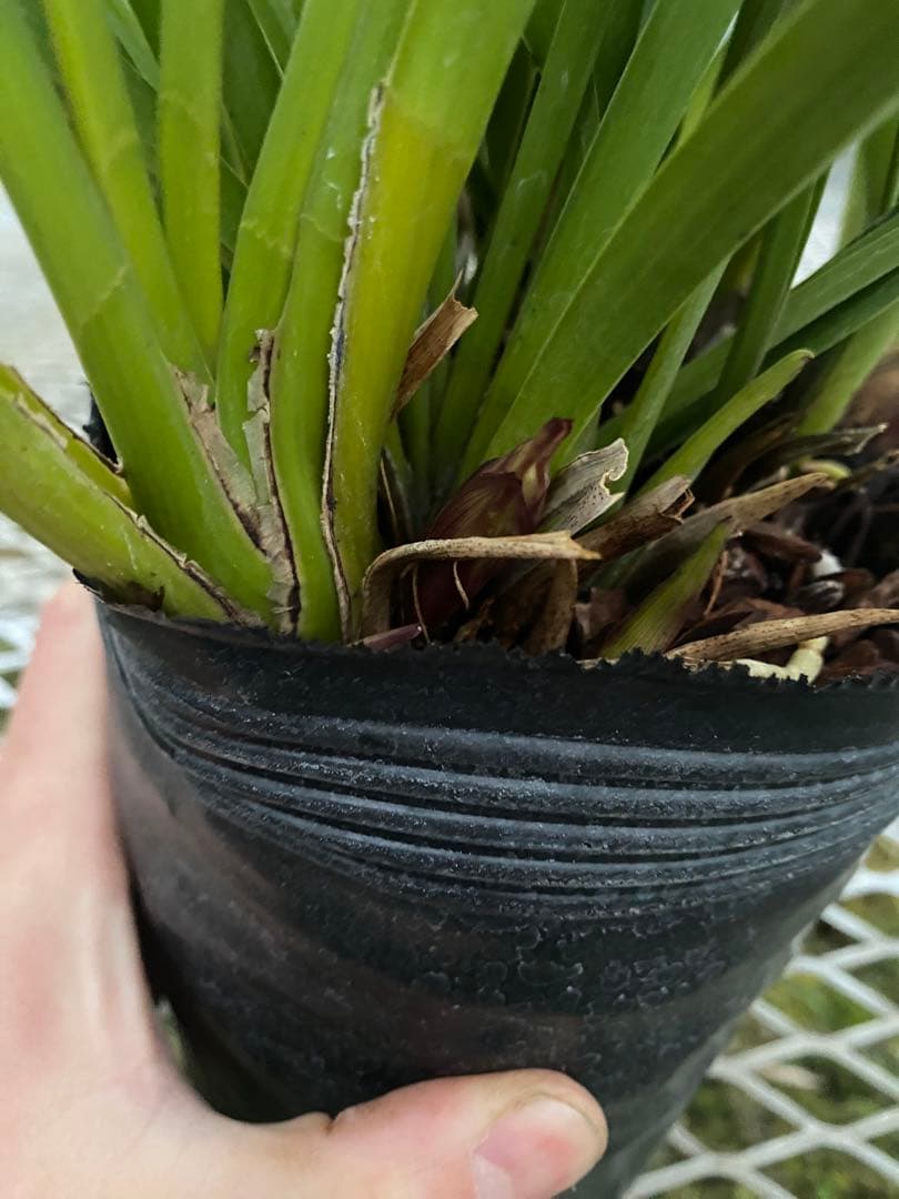 pokepokeさん専用　キンリョウヘン